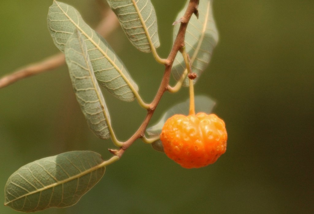 Fruta pouco conhecida do Cerrado surpreende por alto teor de vitamina A