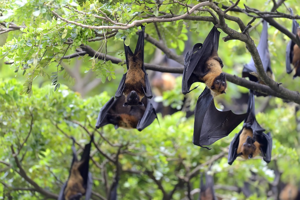 Vírus Nipah: por que o chamado ‘novo vírus da Índia’ não é novo — e como se espalhou pela Ásia