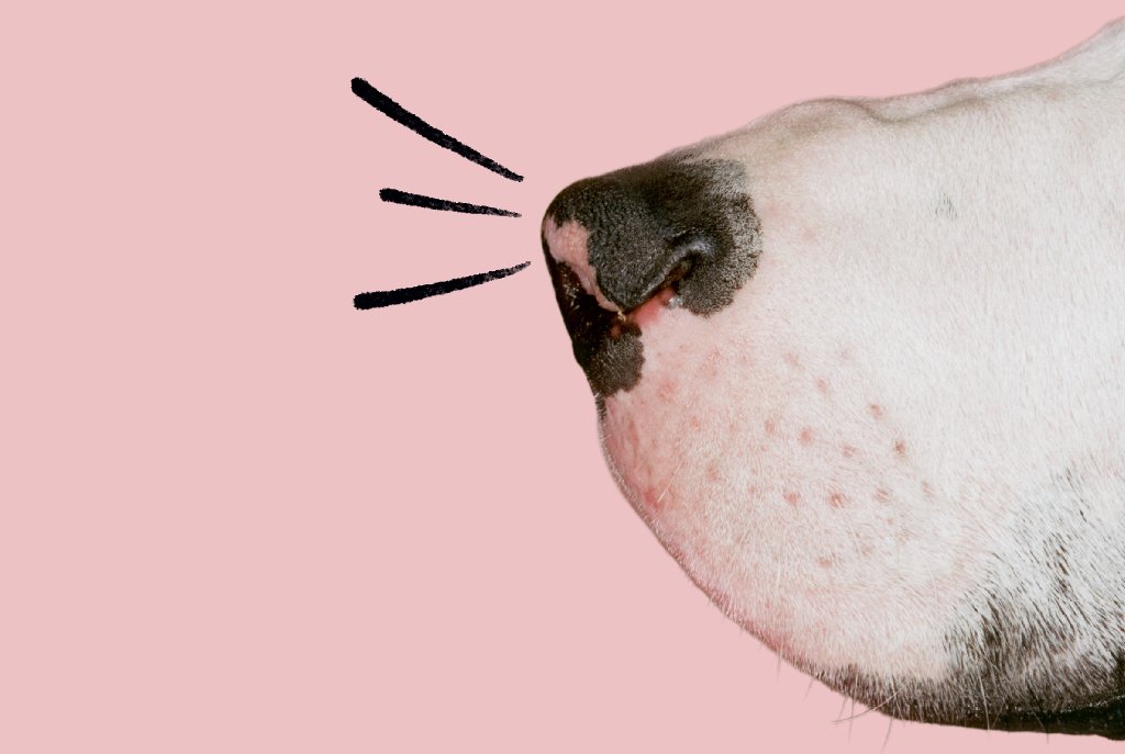 6 formas de estimular o olfato do seu cão e deixar a vida dele mais divertida