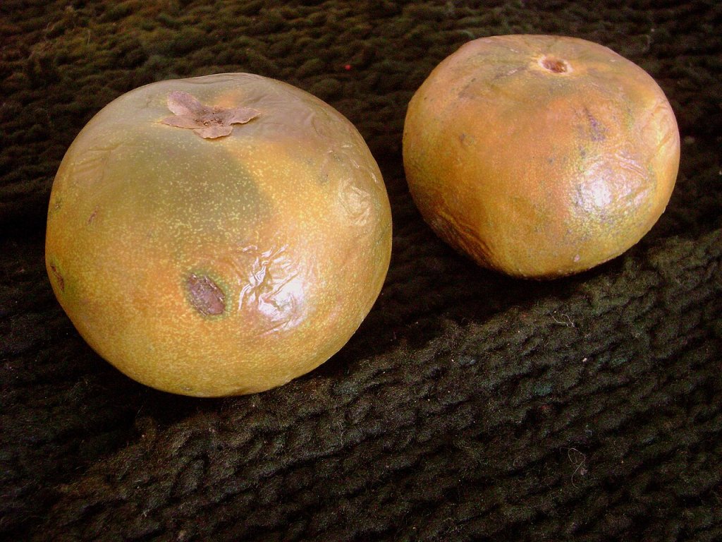 O que é a lúcuma? Descubra os benefícios da “fruta de ouro” dos Andes
