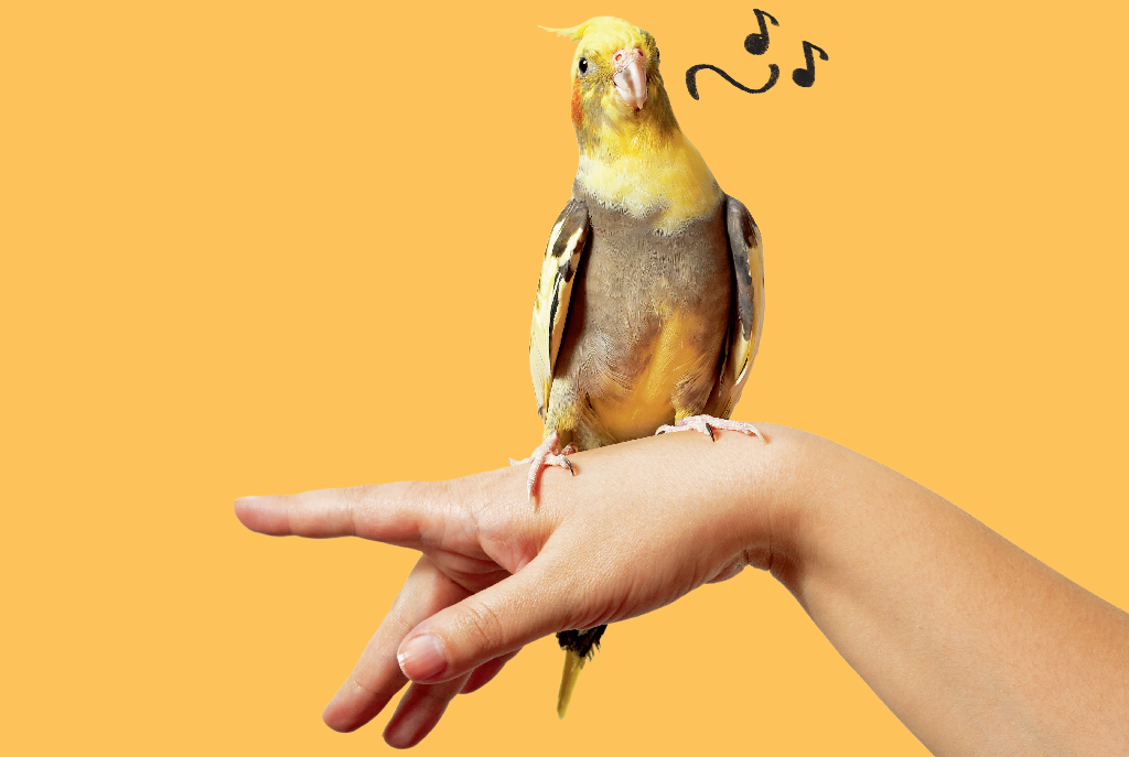 Geração Z aumenta procura por pets não convencionais; conheça os prediletos