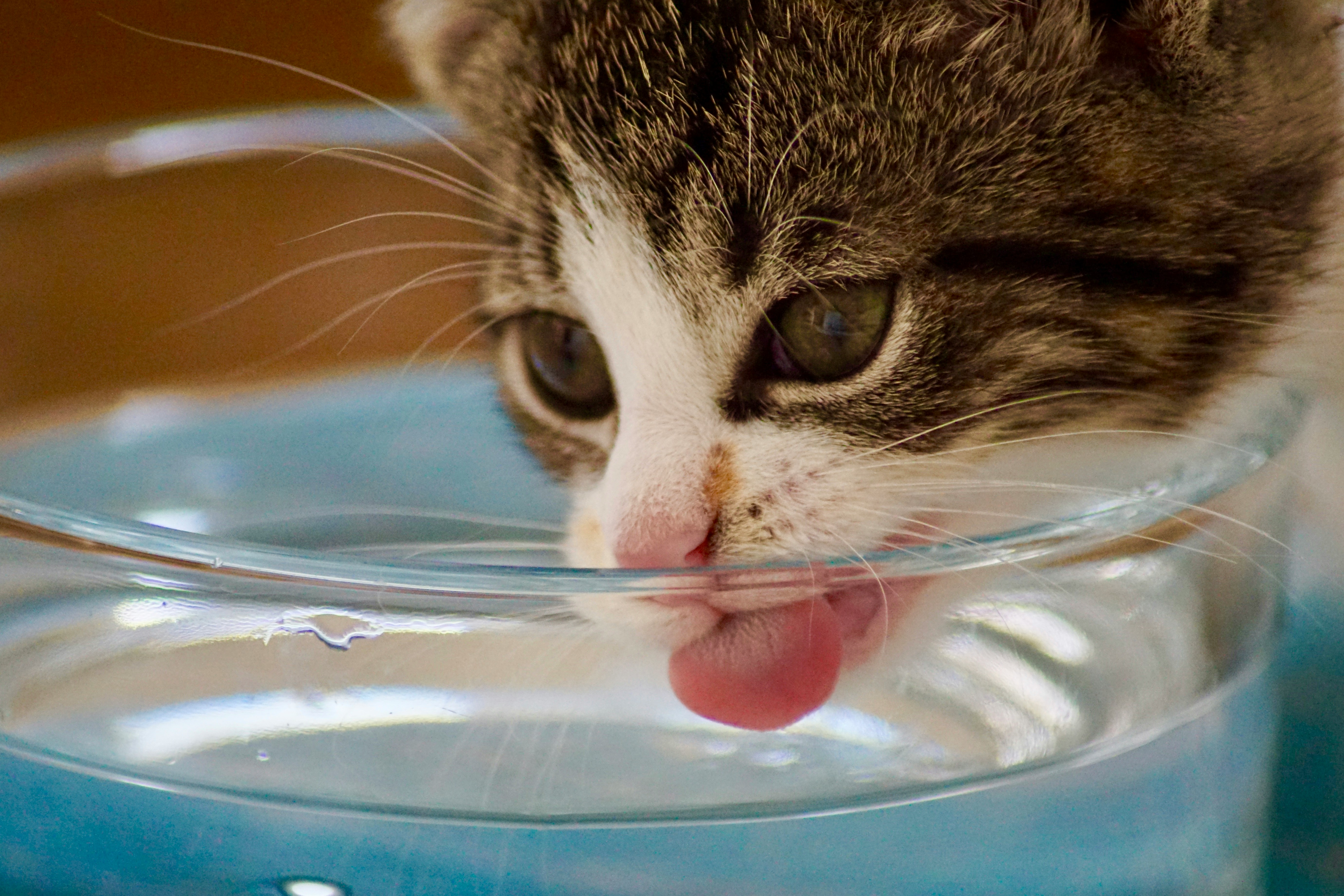 4 dicas para fazer seu gato beber mais água