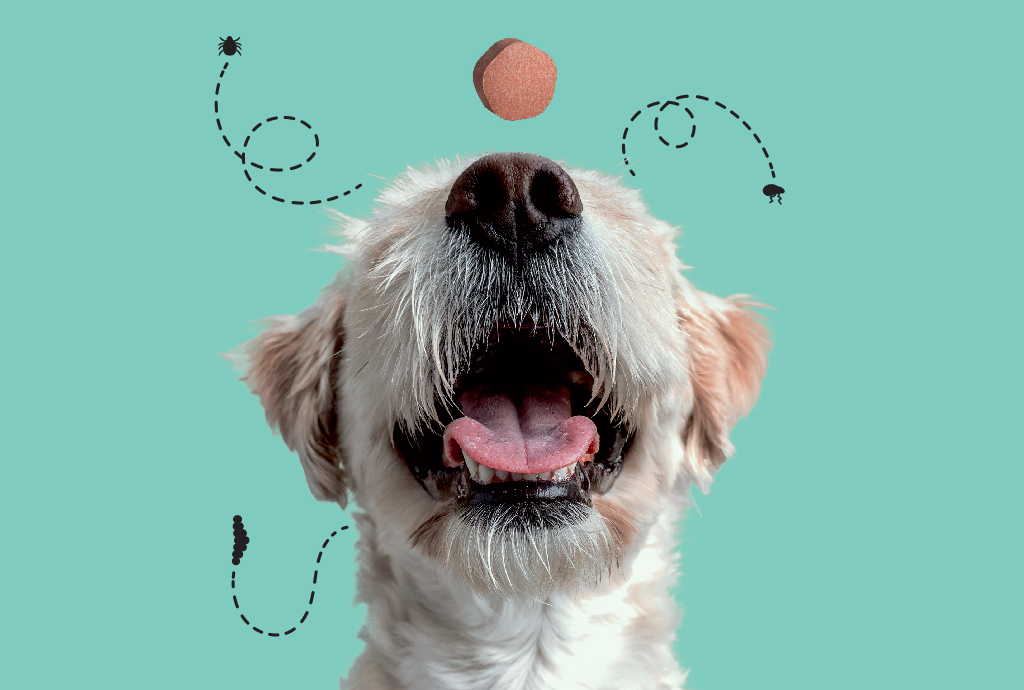 remedio-cachorro