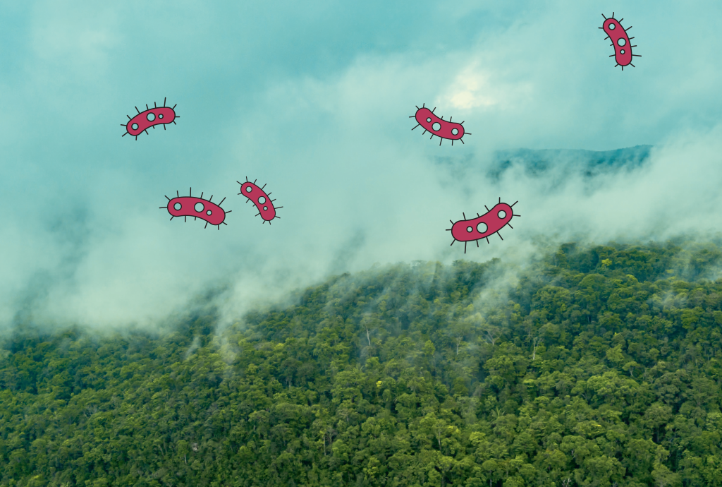 A vida escondida no ar: estudo revela ecossistema na neblina amazônica