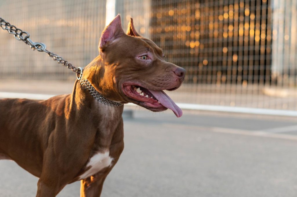 Ataque de pitbull: dá para se salvar de um? Saiba como agir