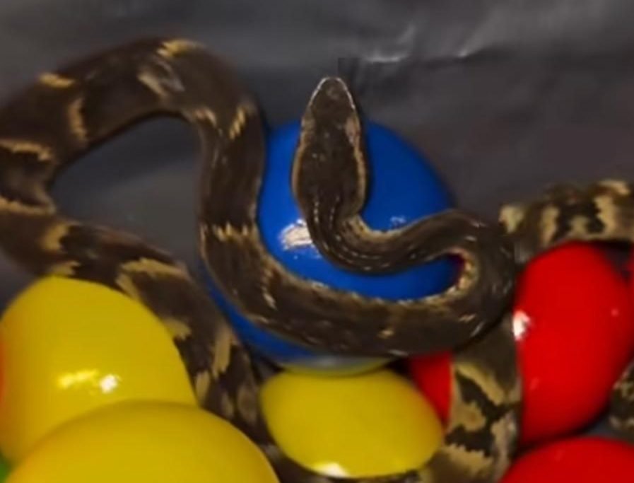 Jararaca na piscina de bolinhas: o que fazer ao se deparar com uma cobra?