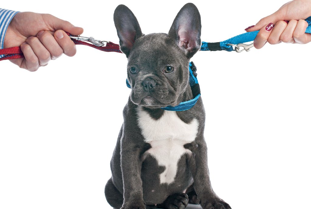 Divórcio de pai de pet: nova lei ajuda a definir quem fica com o animal de estimação