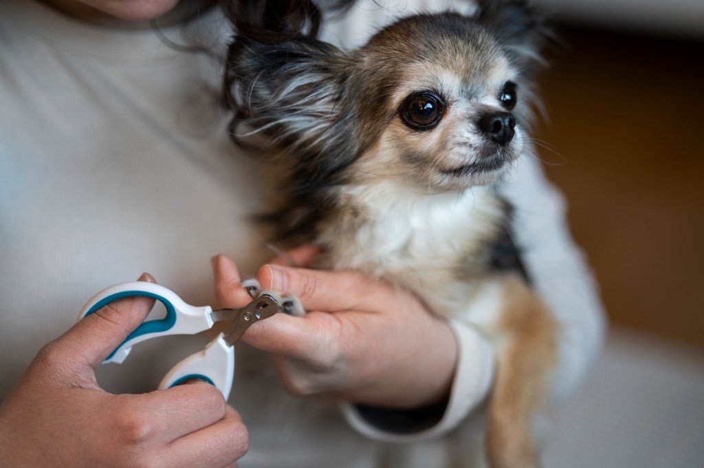 Como cortar unhas de cachorro? Aprenda o passo a passo