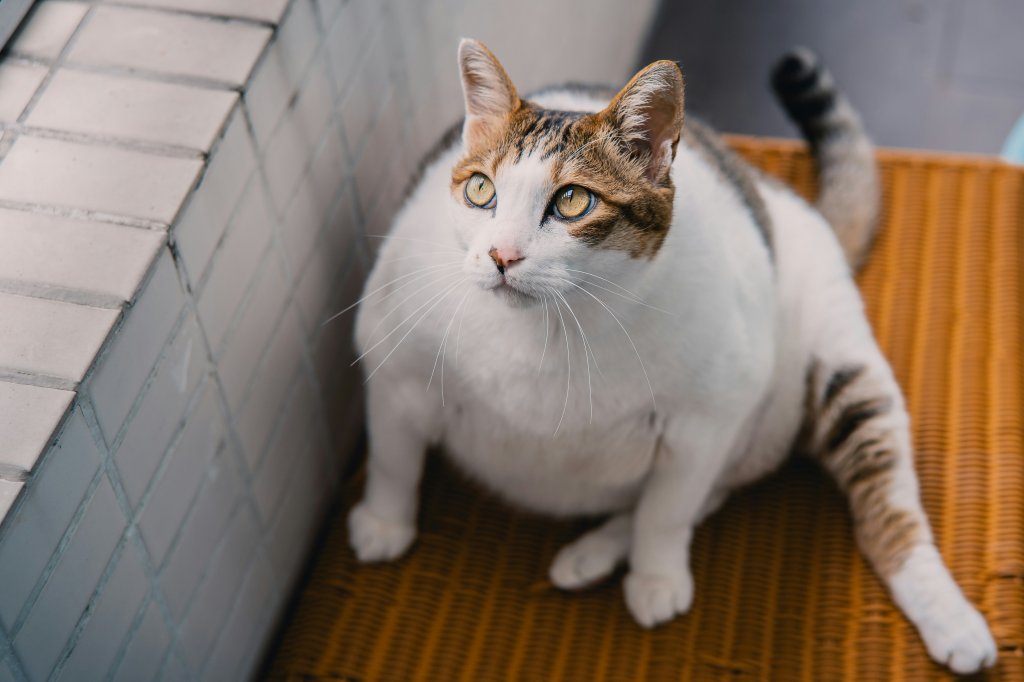 Obesidade em pets: sintomas e cuidados para evitar a condição