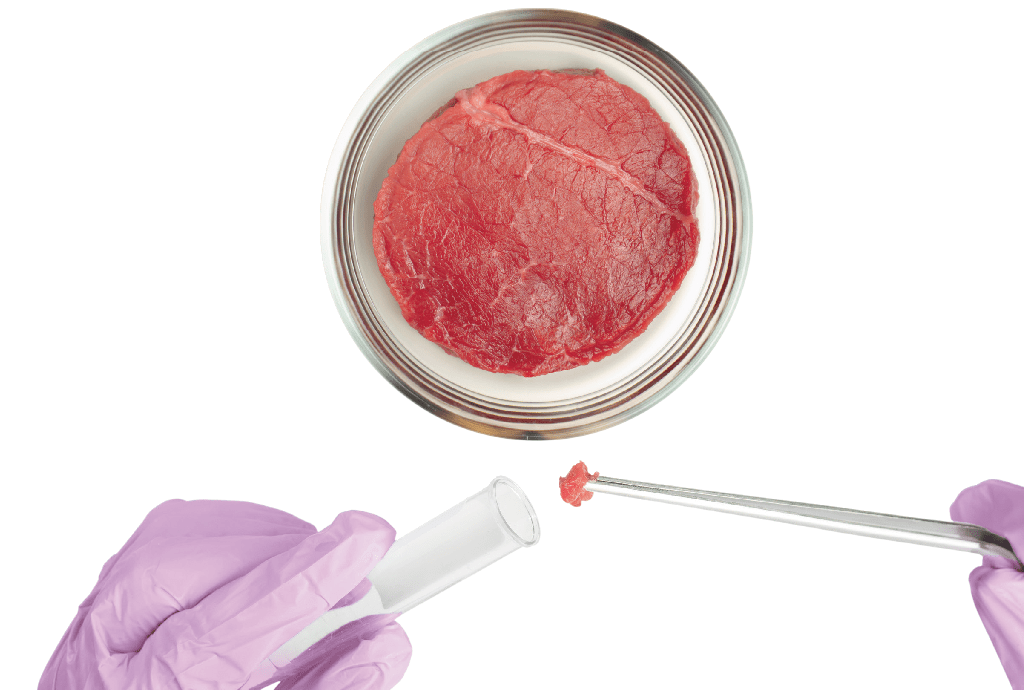 Comida “impressa” em laboratório mistura células animais e vegetais