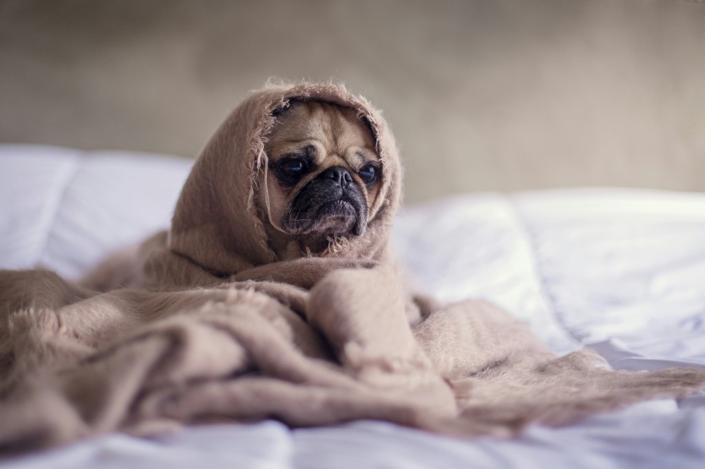 Braquicefalia: os riscos e cuidados com pets de “cara achatada”