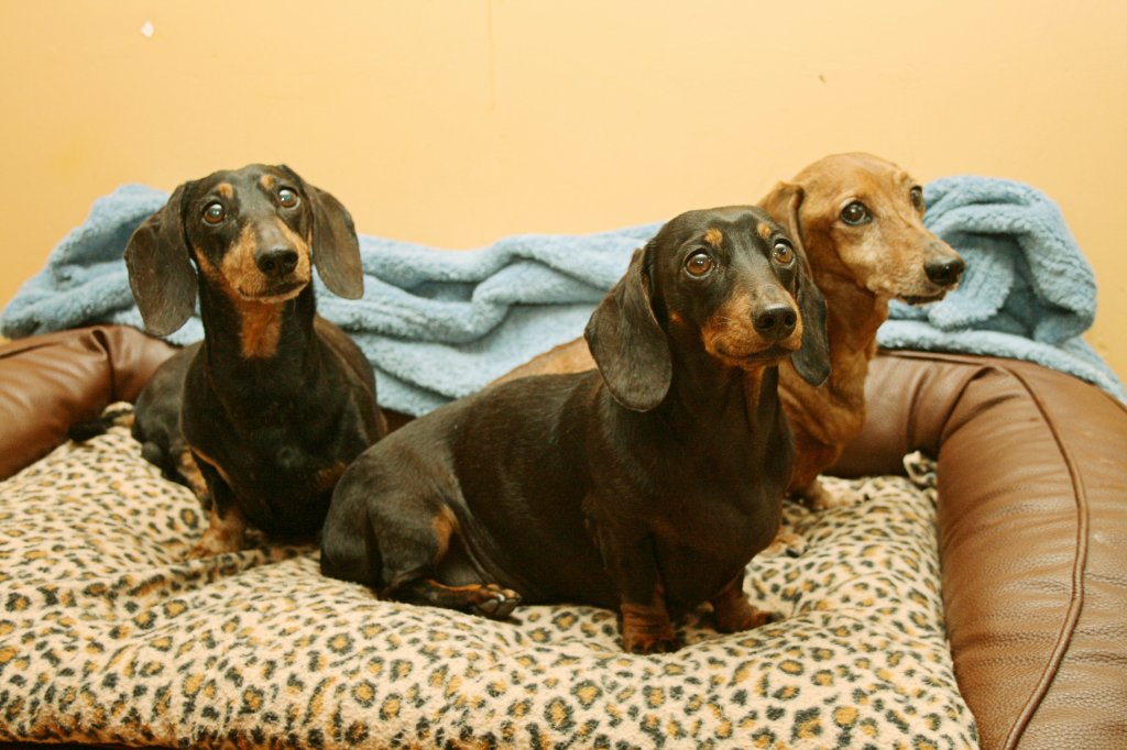 Por que cães da raça dachshund têm mais chances de desenvolver hérnia de disco?