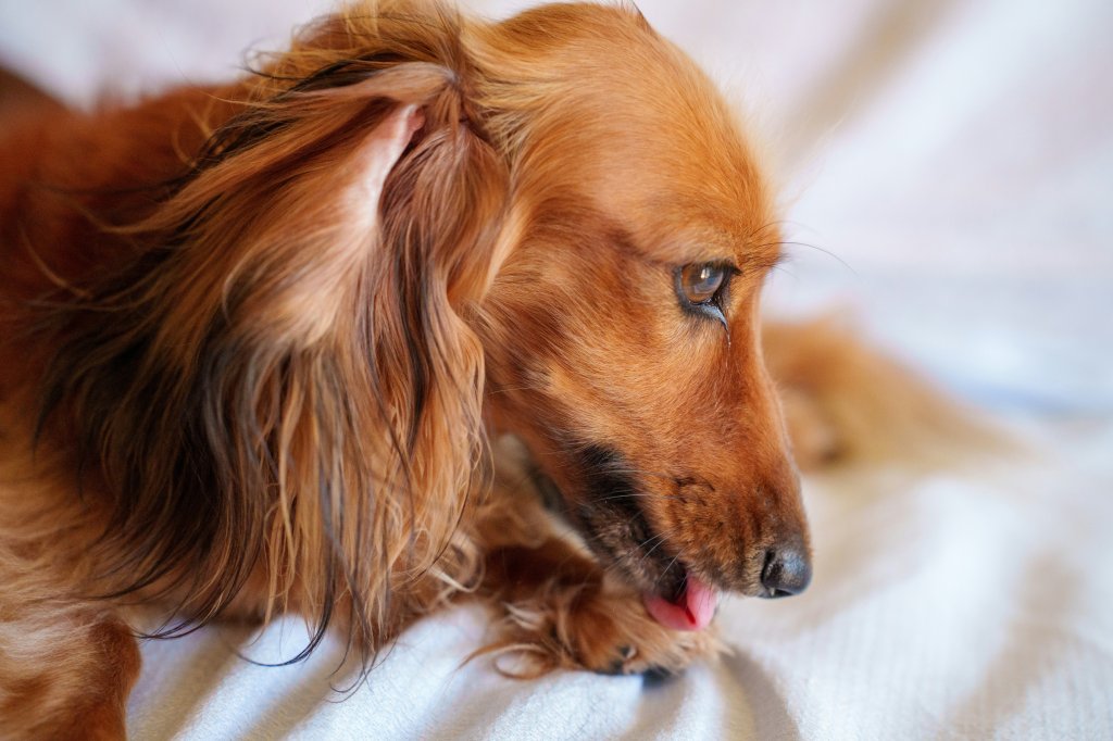 Dermatite por lambedura em cães: o que é, quais os sintomas e os tratamentos