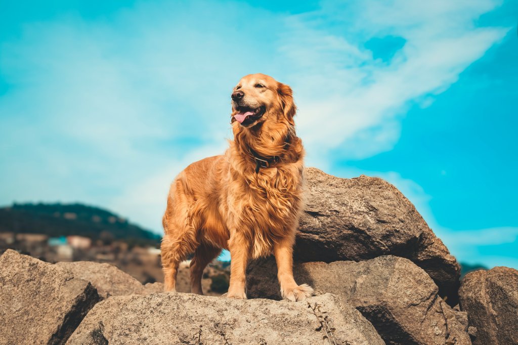Golden retriever tem mais risco de ter câncer? O que fazer?