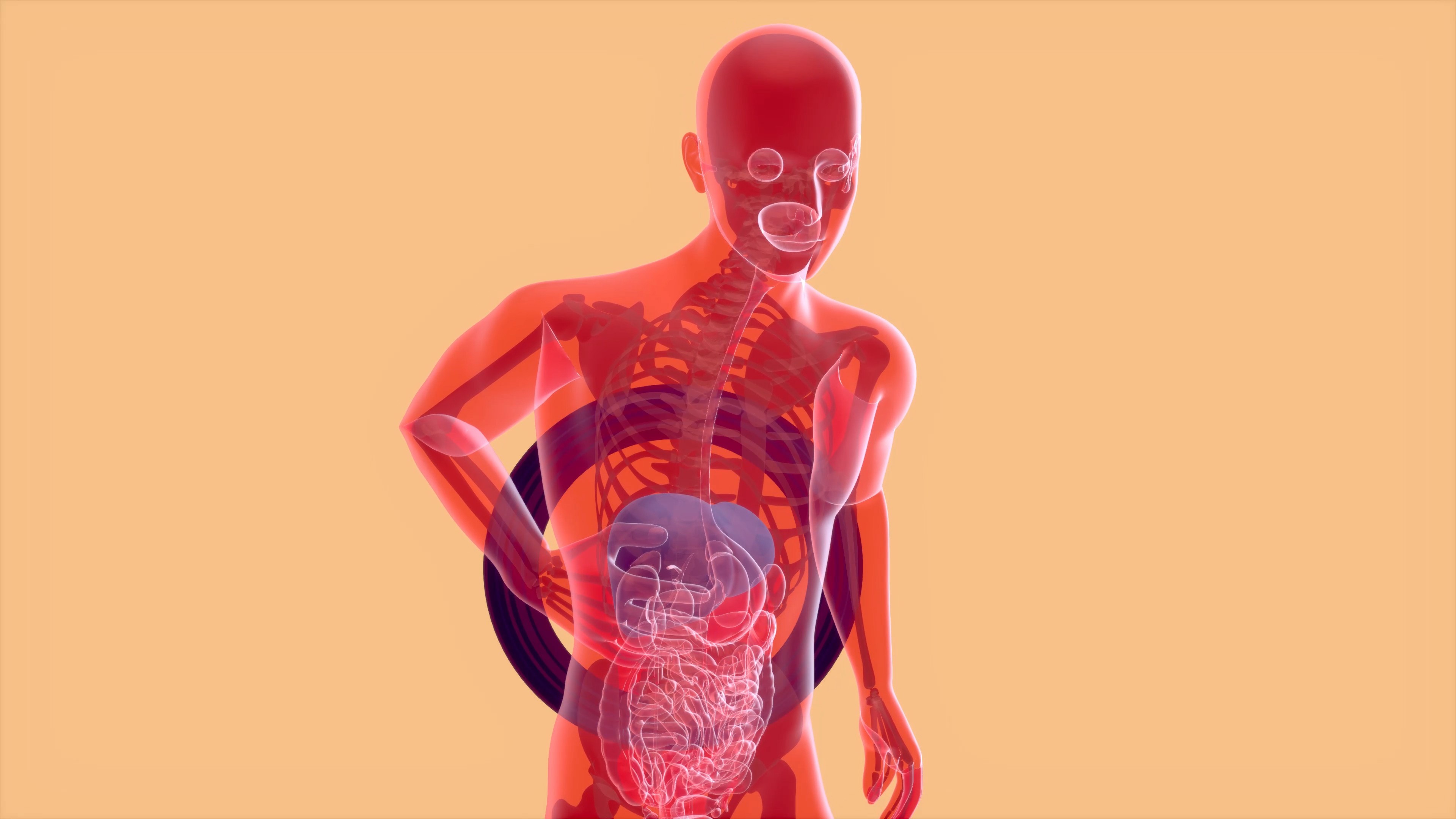 Modelo 3D translúcido de um corpo humano em vermelho, com esqueleto e órgãos internos visíveis. Um círculo escuro atrás da região lombar indica dor, e o estômago e intestinos estão em destaque com tons de vermelho mais intensos, sugerindo inflamação ou problema digestivo. O fundo é laranja claro