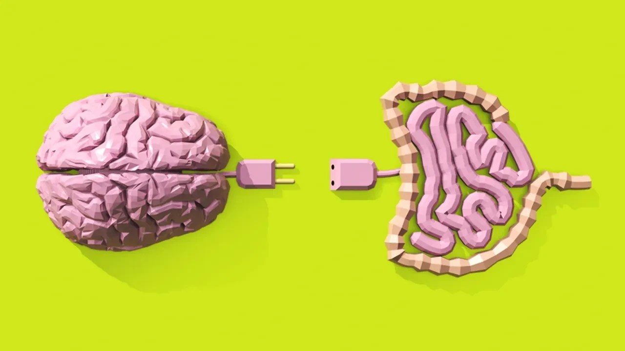 cerebro-intestino-e-mais