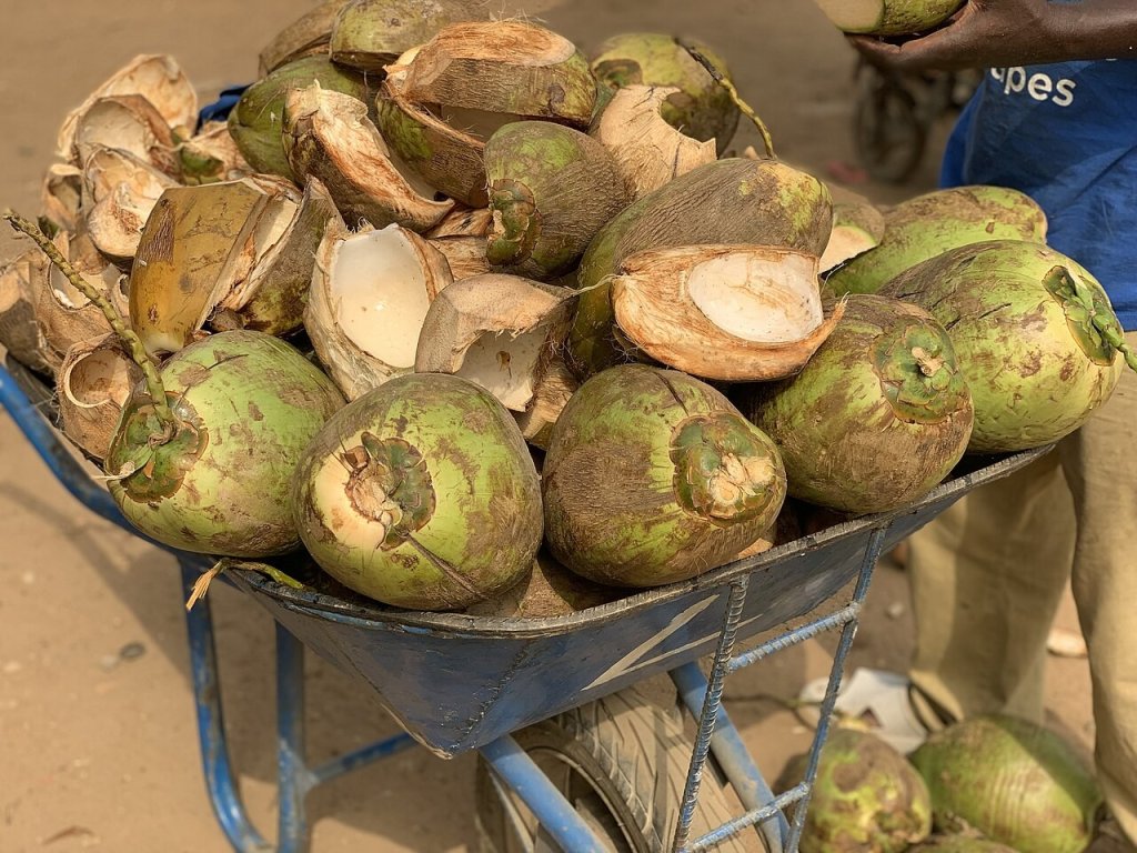Chá de entrecasca de coco tem benefícios? Veja o que a ciência sabe sobre ele