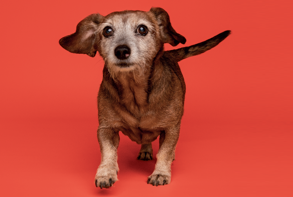 Cachorro idoso de pelo marrom e focinho grisalho, com orelhas caídas e olhos arregalados, em movimento sobre fundo laranja