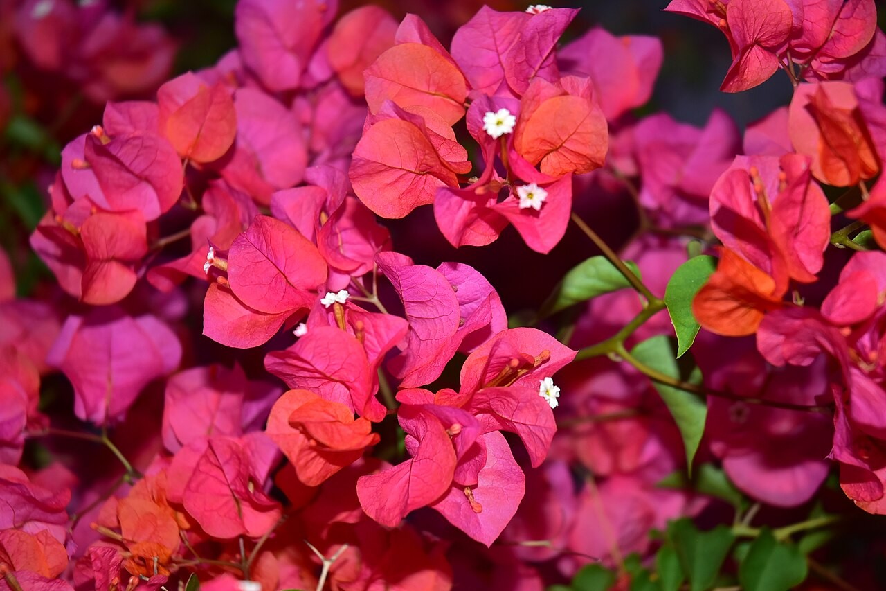Agrupamento de flores buganvílias em tons vibrantes de rosa e magenta, com pequenas flores brancas no centro de algumas brácteas, e folhas verdes escuras em segundo plano
