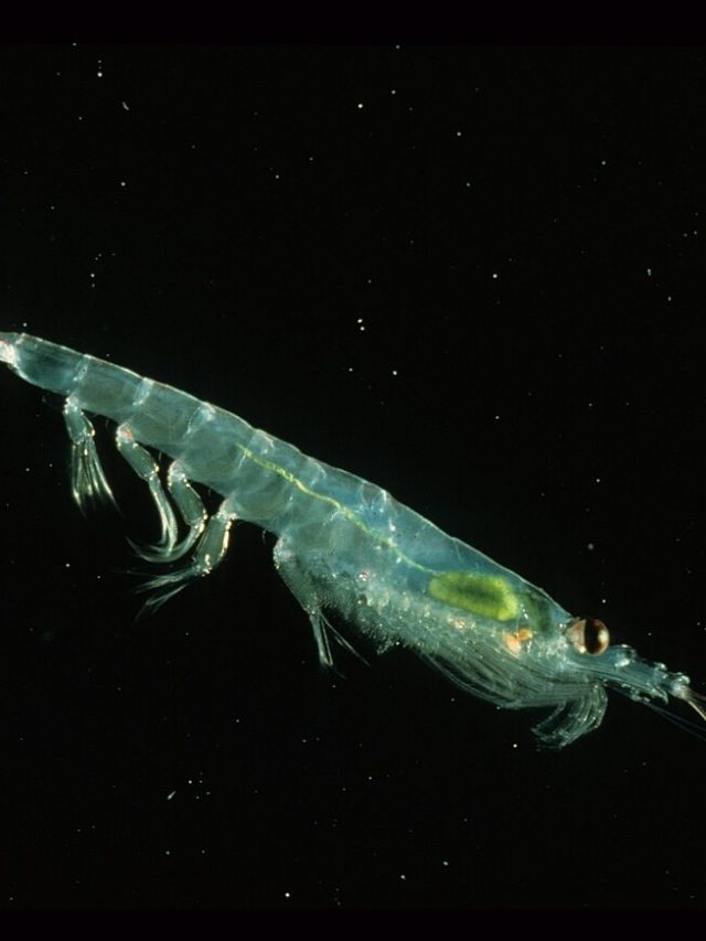 cropped-krill-antartico.jpg