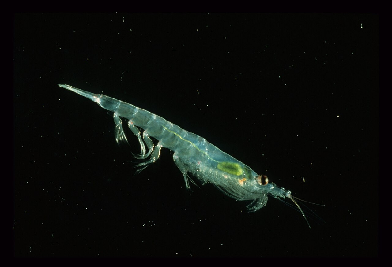 Um krill translúcido, com corpo segmentado e olhos grandes, flutua em um fundo escuro com pequenos pontos de luz, parecendo estrelas