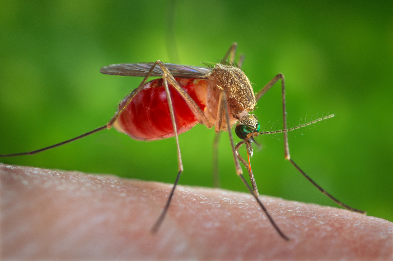 Mosquito marrom com abdômen vermelho inchado de sangue, picando a pele humana, com fundo verde desfocado